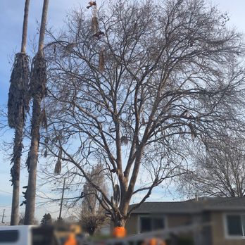 Ray's Tree Services - Before - Tree Services Near Me - Vallejo, California Ray's Tree Services - Before - Tree Services Near Me - Vallejo, California