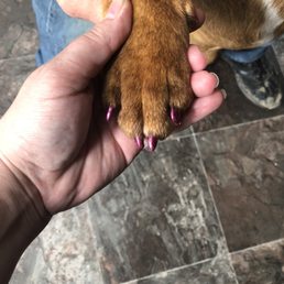 I splurged and got Charlie's nails painted. They have such a fantastic grooming staff. I trust them completely with my puppy. I splurged and got Charlie's nails painted. They have such a fantastic grooming staff. I trust them completely with my puppy.