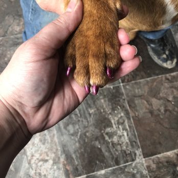 Petco - I splurged and got Charlie's nails painted. They have such a fantastic grooming staff. I trust them completely with my puppy. - Pet Training Near Me - Ocean City, Maryland Petco - I splurged and got Charlie's nails painted. They have such a fantastic grooming staff. I trust them completely with my puppy. - Pet Training Near Me - Ocean City, Maryland