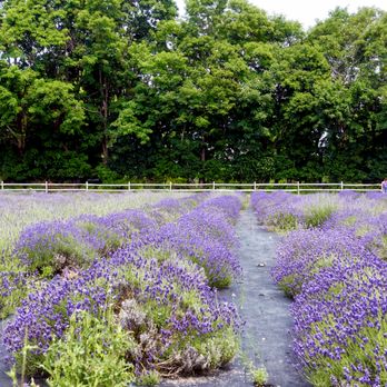 Lavender by the Bay - Lavender fields, late June 2019 - Pick Your Own Farms Near Me - East Marion, New York Lavender by the Bay - Lavender fields, late June 2019 - Pick Your Own Farms Near Me - East Marion, New York