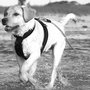 Photo of Big Tail Waggin' Dog Training