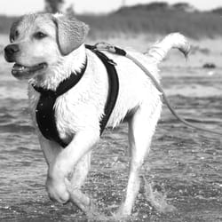 Big Tail Waggin' Dog Training - Louie, "Come" when called at the beach!