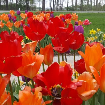 Salient Landscaping - Tulips and daffodils - Landscaping Near Me - Milan, Michigan