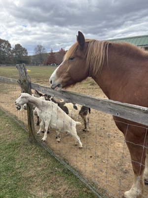 Valley Shepherd Creamery by null