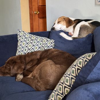 The Pro Pet Sitter - Dog Walkers Near Me - Bradley, Illinois The Pro Pet Sitter - Dog Walkers Near Me - Bradley, Illinois
