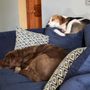 Photo of The Pro Pet Sitter