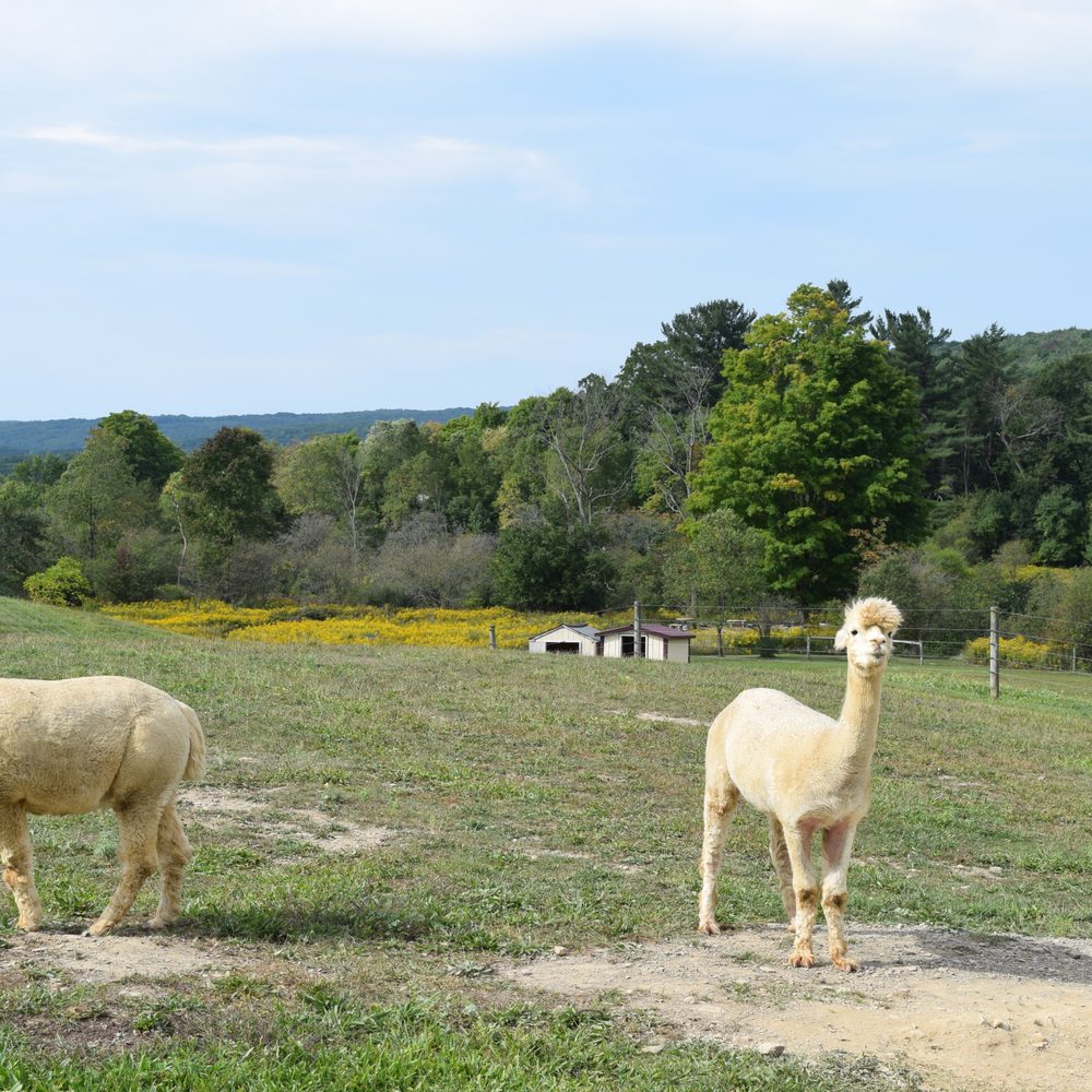 Feather Tick'n Thyme B & B - Alpacas! - Hotels Near Me - Prattsburgh, New York