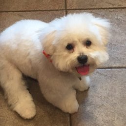 Teddy is looking great with his new haircut. 6 month old Bichon frisée Maltese mix Teddy is looking great with his new haircut. 6 month old Bichon frisée Maltese mix