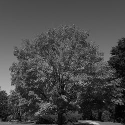James Gardens