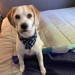 This is the after of his first time getting groomed! He looks so handsome! This is the after of his first time getting groomed! He looks so handsome!