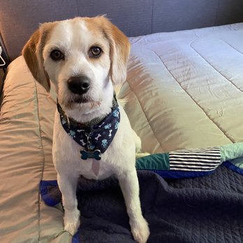 Doggie Mat - This is the after of his first time getting groomed! He looks so handsome! - Pet Groomers Near Me - Chino, California Doggie Mat - This is the after of his first time getting groomed! He looks so handsome! - Pet Groomers Near Me - Chino, California