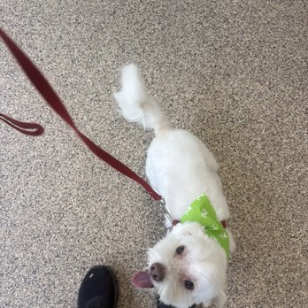 Citydog! Club - Pet Sitting Near Me - Addison, Texas