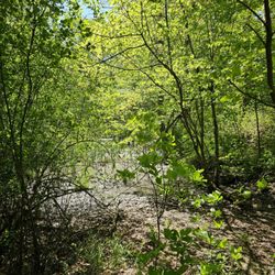 Blydenburgh Park