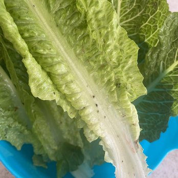 Grocery Outlet - Moldy & bug filled romaine - Grocery Near Me - Fillmore, California Grocery Outlet - Moldy & bug filled romaine - Grocery Near Me - Fillmore, California