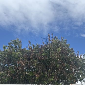 Right Way Tree Service - Before! - Tree Services Near Me - North Hollywood, California