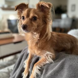 Townsgate Pet Hospital