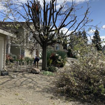 Vazquez Tree Services and Landscaping - a tree that has fallen down - Tree Services Near Me Vazquez Tree Services and Landscaping - a tree that has fallen down - Tree Services Near Me