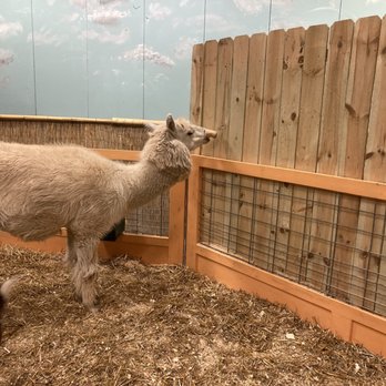 Sustainable Safari - Beware of Carl. He will steal your food cup! Lol. He's my favorite. - Petting Zoos Near Me - Maplewood, Minnesota Sustainable Safari - Beware of Carl. He will steal your food cup! Lol. He's my favorite. - Petting Zoos Near Me - Maplewood, Minnesota