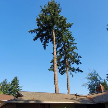 Kenny Tree - Close quarter removals - Tree Services Near Me - Snohomish, Washington