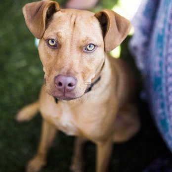 Shutter Pup Photography - Pet Photography Near Me Shutter Pup Photography - Pet Photography Near Me