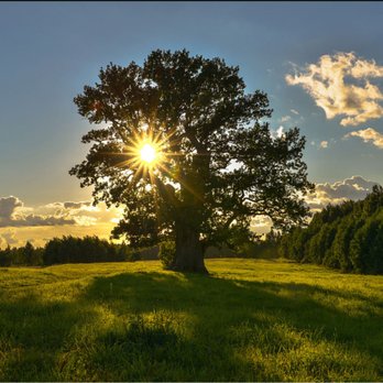 A-1 Tree Specialist - Tree Services Near Me A-1 Tree Specialist - Tree Services Near Me