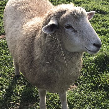 Ekonk Hill Turkey Farm - a sheep standing in the grass - Farmers Market Near Me - Moosup, Connecticut