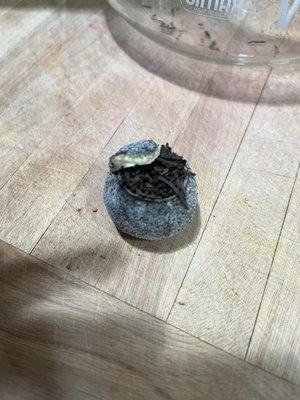 Grand Tea & Imports 佛運玄 | 好茶水 by null