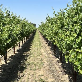 Oak Farm Vineyards - Wineries Near Me - Lodi, California