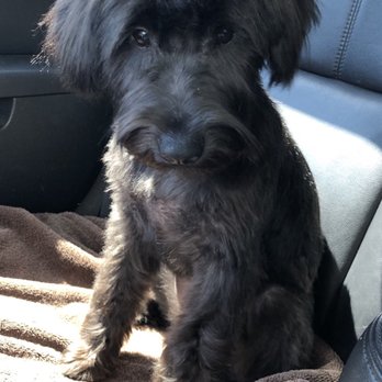 D'tails Pet Salon - Arya's first haircut! - Pet Groomers Near Me - Lodi, California D'tails Pet Salon - Arya's first haircut! - Pet Groomers Near Me - Lodi, California