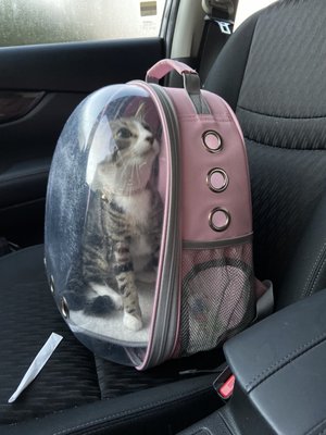 Charleston Animal Society by null