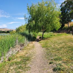 Trails around lake - A dirt trail beside a lake is lined with green reeds and trees, with a bench and a fence visible in the background under a clear blue sky.
