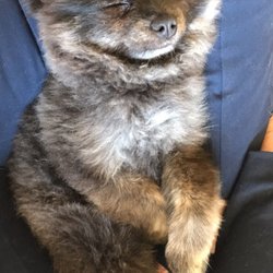 jack wolf frozen dog food