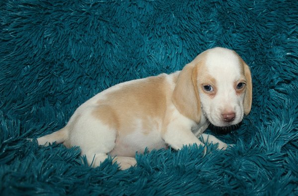 puppylicious puppy boutique