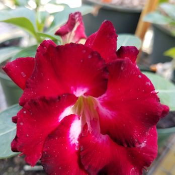 Just Perfect Plants - Nurseries & Gardening Near Me - Leesburg, Florida