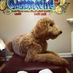 Well-Adjusted Chiropractic, Acupuncture, and Massage