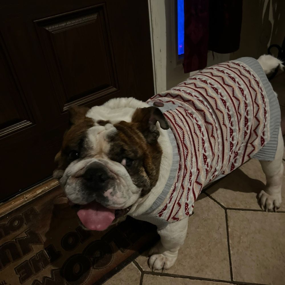 Mason Road Veterinary Clinic - Axel our fur baby with his sweater. He loved his little shirts in the winter. - Veterinarians Near Me - Katy, Texas Mason Road Veterinary Clinic - Axel our fur baby with his sweater. He loved his little shirts in the winter. - Veterinarians Near Me - Katy, Texas