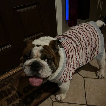 Mason Road Veterinary Clinic - Axel our fur baby with his sweater. He loved his little shirts in the winter. - Veterinarians Near Me - Katy, Texas Mason Road Veterinary Clinic - Axel our fur baby with his sweater. He loved his little shirts in the winter. - Veterinarians Near Me - Katy, Texas