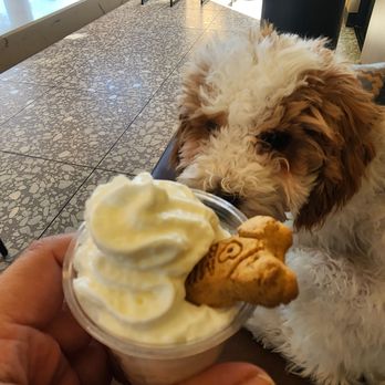 Better Buzz Coffee - Fullerton - Puppy cone for my fur baby, the store is very pet friendly - Coffee & Tea Near Me - Fullerton, California Better Buzz Coffee - Fullerton - Puppy cone for my fur baby, the store is very pet friendly - Coffee & Tea Near Me - Fullerton, California