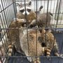 Photo of Long Point Pest Control