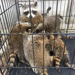 Long Point Pest Control - A Family of Raccoons