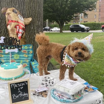 Cleo's Barkery - a dog standing next to a birthday cake - Bakeries Near Me - Scarsdale, New York