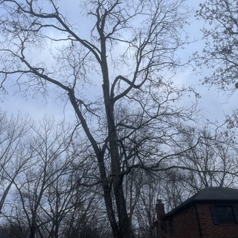 Miller’s Forestry Tree & Mulch - Tree Services Near Me Miller’s Forestry Tree & Mulch - Tree Services Near Me