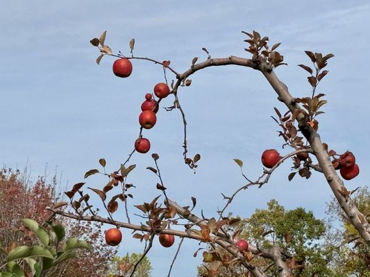 Outhouse Orchards by null