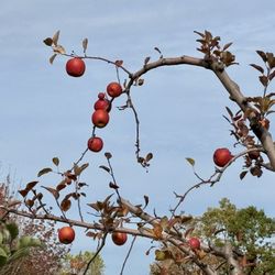 Outhouse Orchards