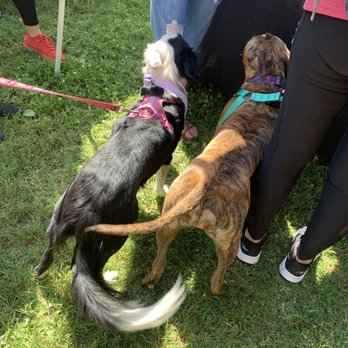 Doggie Dash - Community Service/Non-Profit Near Me - Sacramento, California Doggie Dash - Community Service/Non-Profit Near Me - Sacramento, California