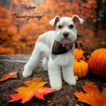 Fluffin’ Amazin’ Mobile Pet Grooming - Pet Groomers Near Me Fluffin’ Amazin’ Mobile Pet Grooming - Pet Groomers Near Me