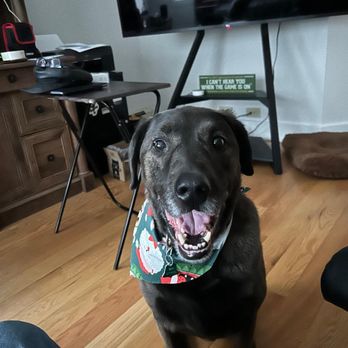Muttcuts Pet Spa - Pet Groomers Near Me - Island Lake, Illinois