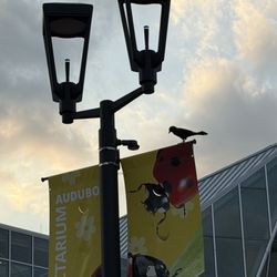 Audubon Insectarium