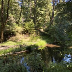 Leo T. Cronin Fish Viewing Area - Lagunitas creek