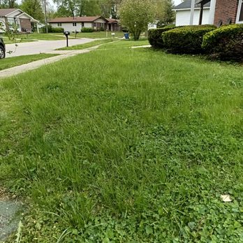 All Done Express - Before cut - General Contractors Near Me